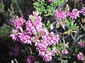 Purple-pink flowers with bumble bee