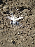 Silvery white thing