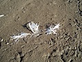 Silvery white thing 3