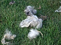 Discared wool on the grass
