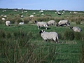 Panorama - Sheep-covered hills: 1