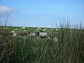 Panorama - Sheep-covered hills: 2