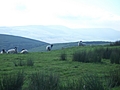 Panorama - Sheep-covered hills: 4
