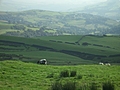 Panorama - Sheep-covered hills: 10