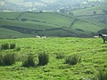 Panorama - Sheep-covered hills: 11