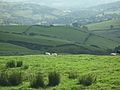 Panorama - Sheep-covered hills: 12