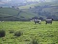 Panorama - Sheep-covered hills: 13
