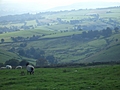Panorama - Sheep-covered hills: 16