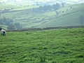 Panorama - Sheep-covered hills: 17