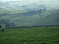 Panorama - Sheep-covered hills: 18