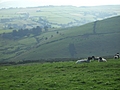 Panorama - Sheep-covered hills: 20