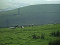 Panorama - Sheep-covered hills: 22