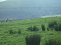 Panorama - Sheep-covered hills: 23