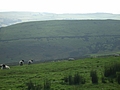 Panorama - Sheep-covered hills: 24