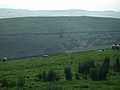 Panorama - Sheep-covered hills: 26