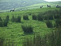 Panorama - Sheep-covered hills: 29
