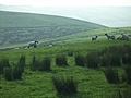 Panorama - Sheep-covered hills: 30