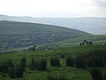 Panorama - Sheep-covered hills: 31