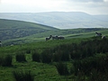 Panorama - Sheep-covered hills: 33