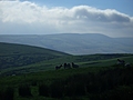 Panorama - Sheep-covered hills: 34