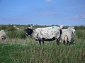 Sheep 2