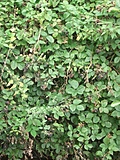 Blackberry bush