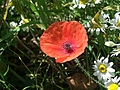 Poppy
