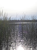 Reeds