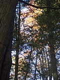 Autumn Trees 1
