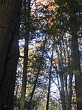 Autumn Trees 2