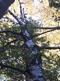 Autumn Trees 3