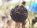 Seed ball 1