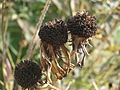 Seed ball 2