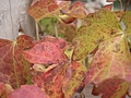 Autumn Leaves 1