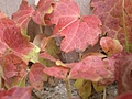 Autumn Leaves 2