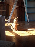 Marzipan the cat in the sun 3