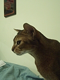 Mars 4: Intent gaze