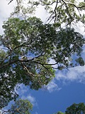 Australian trees 1