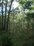 Australian trees 3