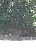 Old tree
