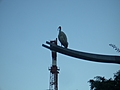 Big Australian bird