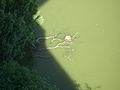 Looking down at the water