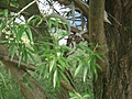 Deer skulls in the willow tree 1