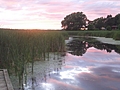 Lake Ontario Reeds at Sunset