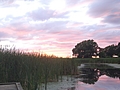 Lake Ontario Reeds at Sunset 2