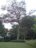 Cherry Valley Tree