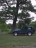 Jeep and Tree