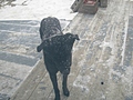 Rueben the Dog in the Snow