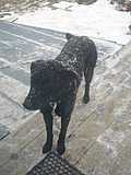 Rueben the Dog in the Snow 2