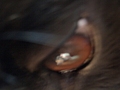 Devil dog eye